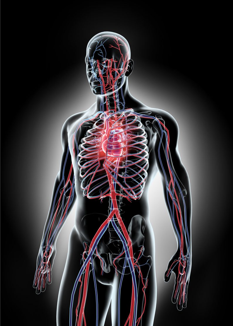 sistema vascular